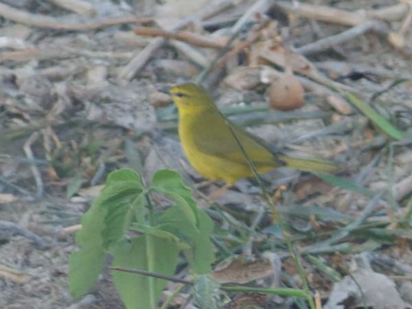 Amazonezanger (Myiothlypis flaveola)